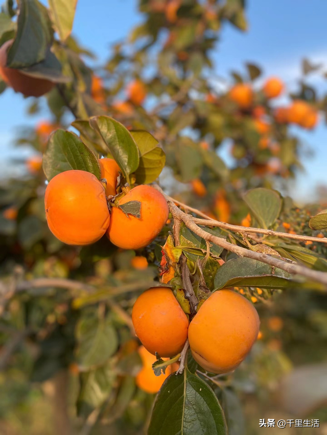 什么品种的脆柿子好吃，什么产地的脆柿子好吃（陕西巧克力糖心脆柿）