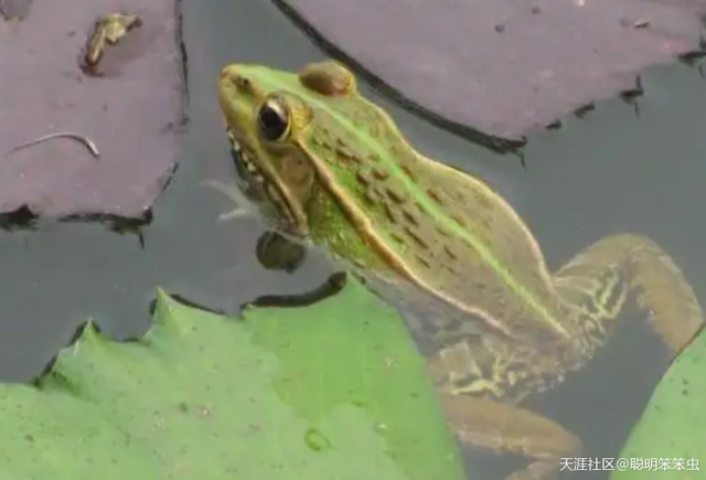江湖奇兵大结局，江湖奇案结局（一个从山村到城市的社会记忆）