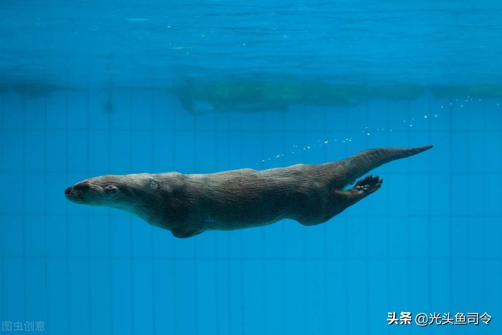 喀纳斯湖水怪大红鱼(目击者多达数千人) - 去钓鱼