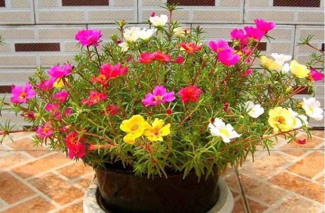 春天开的花有哪些，春天开的花有哪些一年级（夏天开成一片花海）