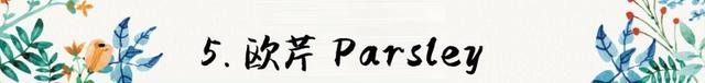 迷迭香是什么，西餐中常用的15种香料和香草（迷迭香是什么时候出的）