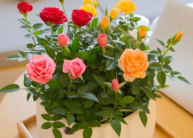十朵玫瑰代表什么，十朵玫瑰代表什么意思（阳台再小也要养盆多色玫瑰）
