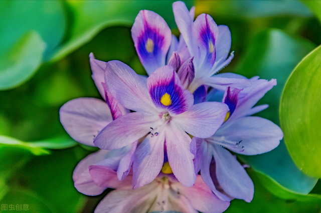 花语短句唯美句子，花语短句唯美句子八个字（一束花点燃爱）