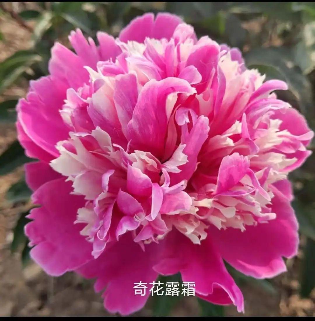 芍药是中国的爱情之花吗(中国的爱情之花) 