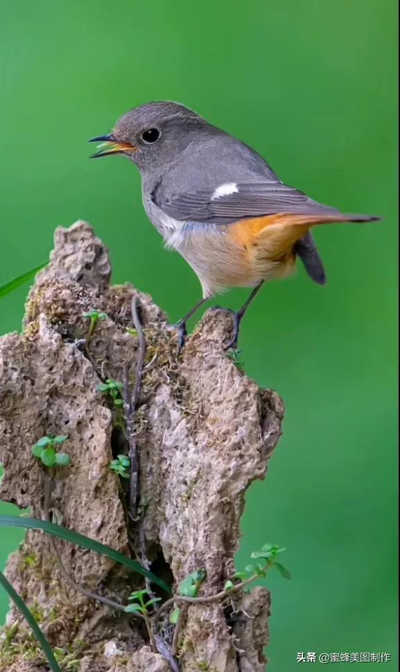适合发心情的图片   赏图愉快哦:），关于发心情的图片（鲜艳欲滴的花朵）