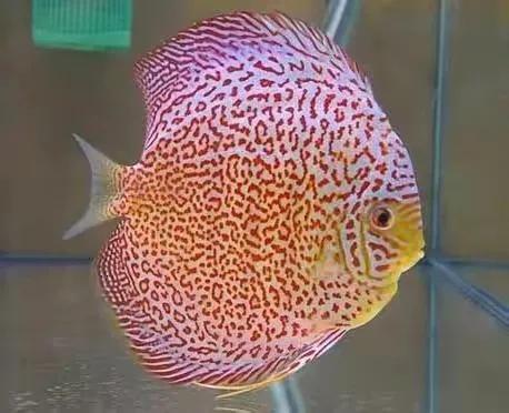 100多种神仙鱼欣赏，鳕鱼图片大全