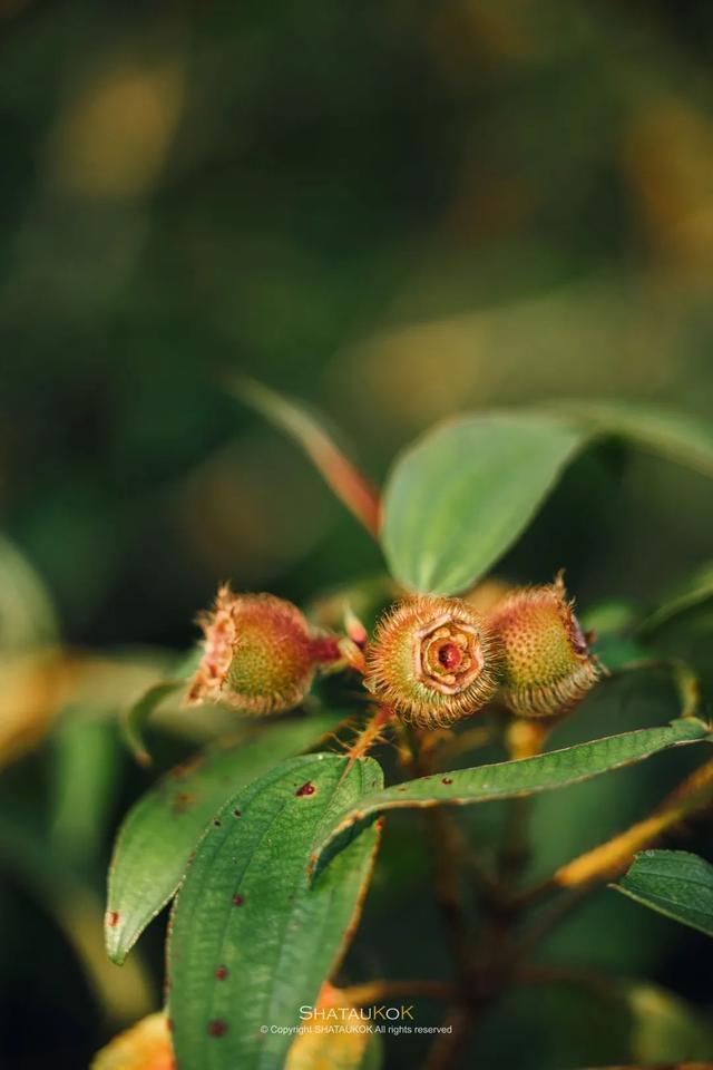 深圳大鹏湾旅游景点，深圳哪个旅游景点最好玩（登深圳753 米高梅沙尖）