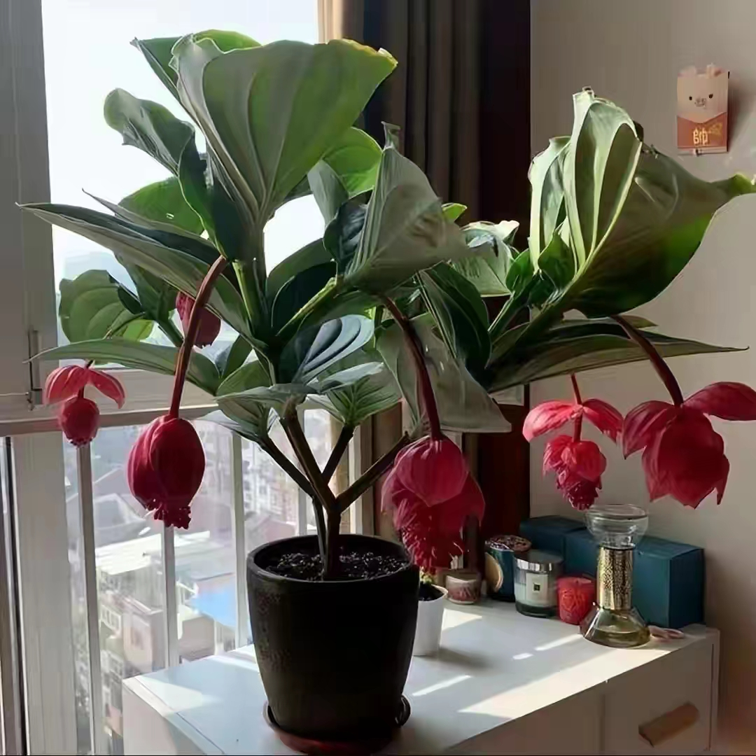 象征高贵的花，清冷而高贵的花（养在家里气质不凡）