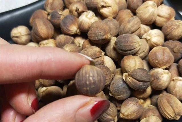 姜的种类和功效，姜的种类和功效和作用（12种姜科的辛香料）