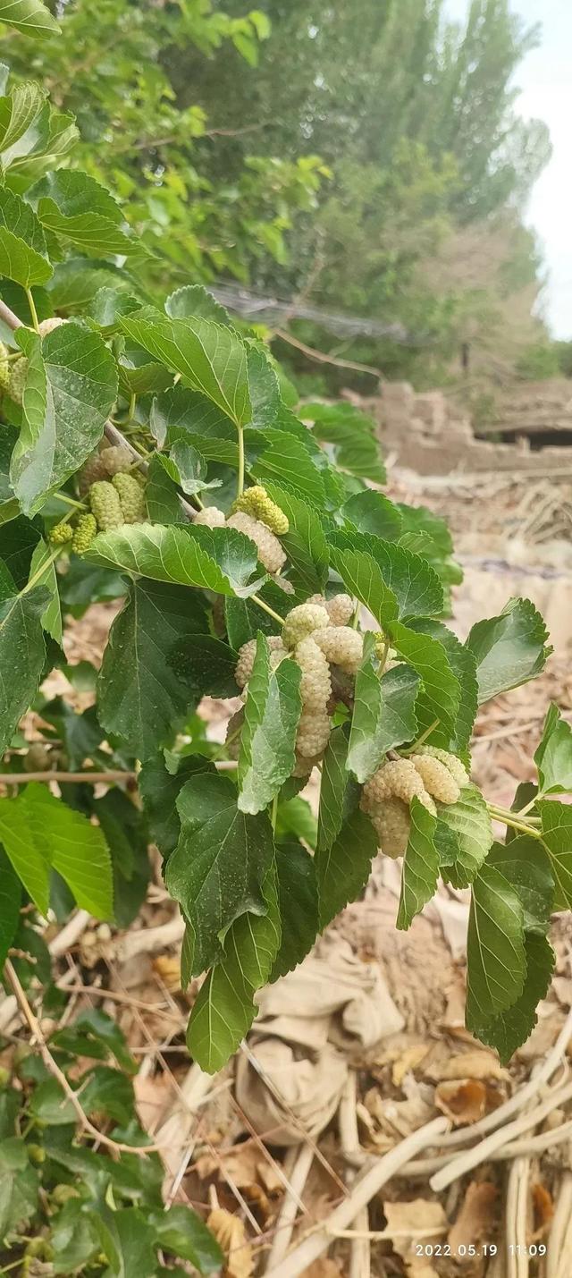 桑子的功效与作用，又到吃桑子的季节
