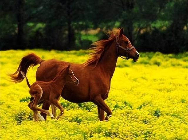 形容骏马的词语，有飞字的四字词语（点开文章看看有没有你知道的）