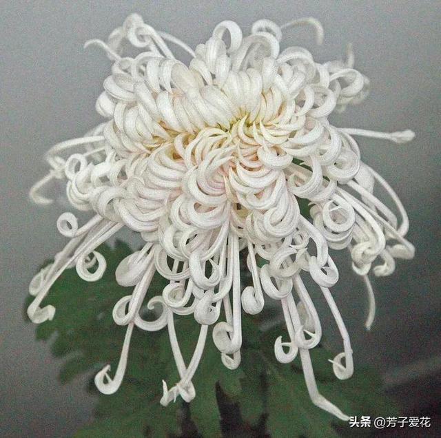 菊花的品质和精神，菊花代表着什么精神品质（粉黛舞魅的菊花品种）