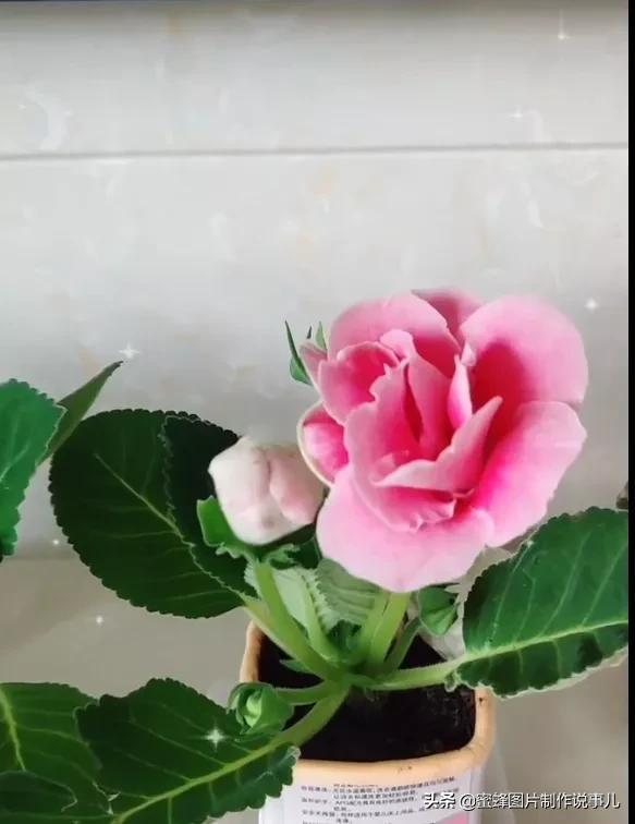 风景美图，风景美图壁纸（鲜花争艳，美景如画，过目不忘）