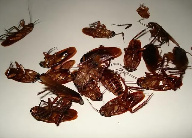 蟑螂拍死会有蟑螂卵吗，每只蟑螂拍死都会有卵吗（为何踩死的蟑螂一会就消失不见了）