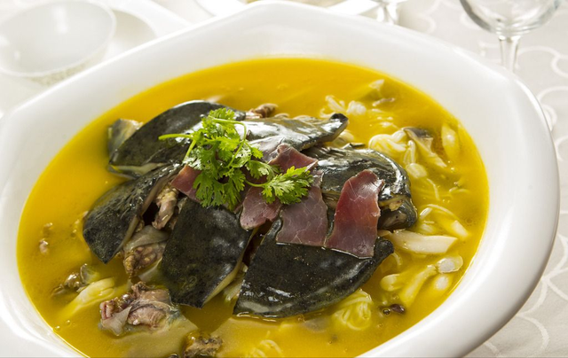 巴西龟可以吃吗，自养的巴西龟能吃吗（巴西龟在我国泛滥成灾）