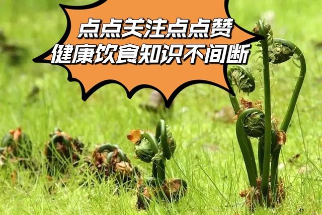 水蕨菜和山蕨菜的区别有哪些，山野菜水蕨菜（被称为山菜之王的蕨菜会不会致癌）