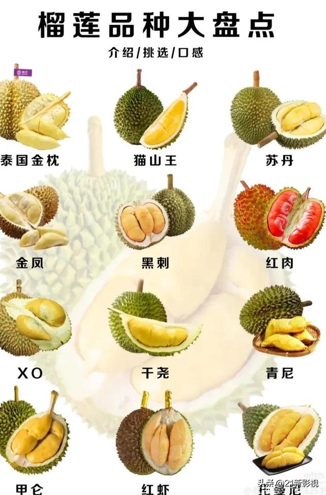 榴莲有什么品种，榴莲的品种有几种（榴莲品种大盘点）