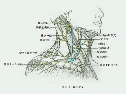 脖子疼怎么回事，一觉醒来脖子两边疼怎么回事（不一定，还有可能是这个原因）