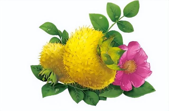 含维生素c最多的食物排行榜，富含维生素c的食物排行榜（大自然中含维生素C最多的前5大食物是什么）