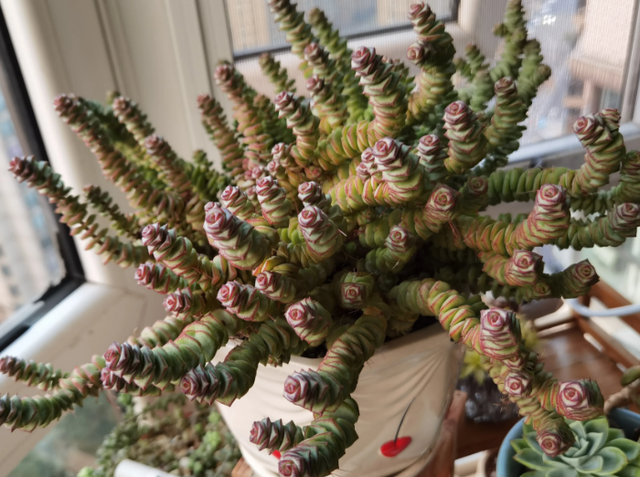 钱串多肉的养护方法，多肉钱串夏天怎么养护（冬天盆栽多肉植物钱串）