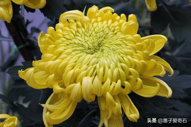 菊花残满地伤下一句是什么，菊花残满地伤的下一句是什么（赞美花中四君子的十二首诗词）
