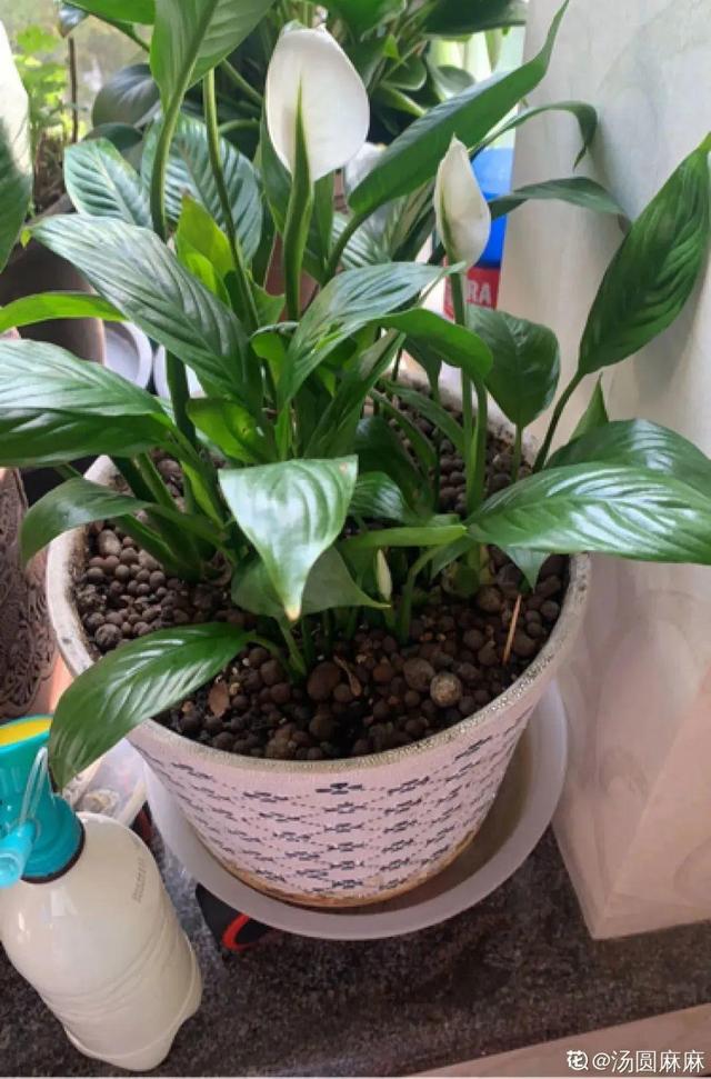 适合卧室养的花，卧室适合养什么花（卧室养4种花）