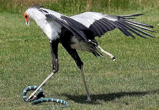 海母和水母区别，海母和水母图片大全（罕见的36张照片）