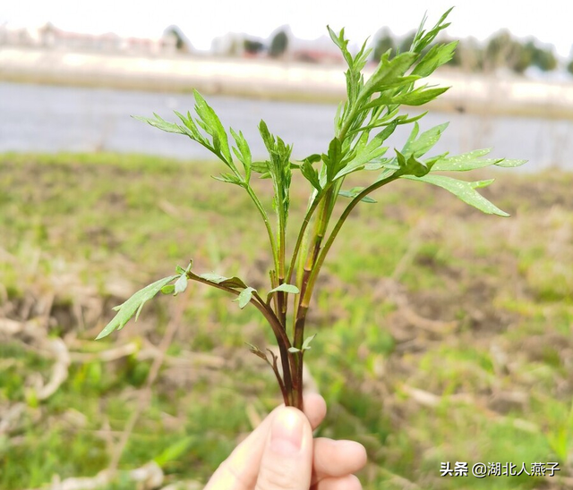 农村100种野菜图片，野菜的种类（常见的野菜图片与名字）