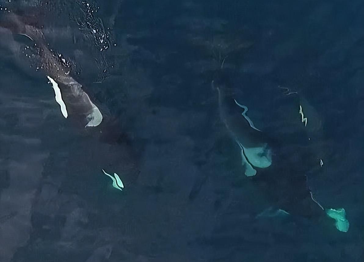 南非虎鲸连续五年猎杀大白鲨，海洋霸主地位遭遇致命挑战