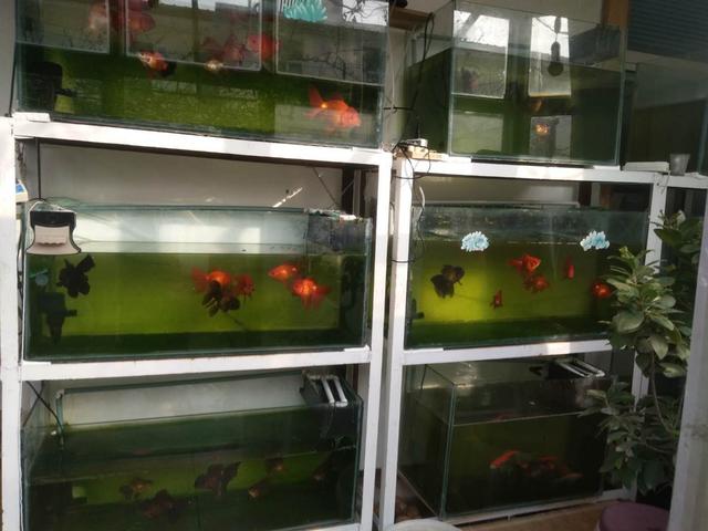 鱼缸养水的正确方法，鱼缸养水的正确方法视频（而是要明白困水和养水的道理）