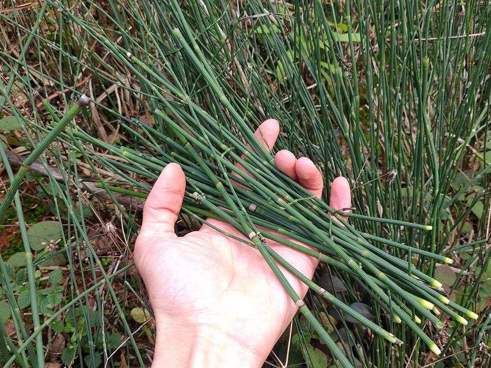 化痰青草草药图片 止咳化痰民间草药图片
