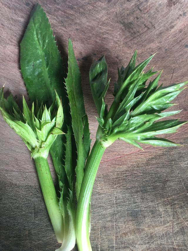 苤菜根是哪种菜的根，苤菜根怎么做好吃窍门（云南红河哈尼族群众对蘸水很讲究）