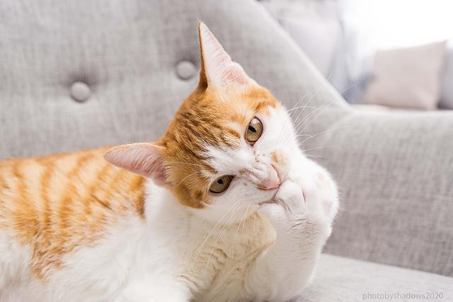 猫的寿命一般有多长，猫咪的寿命最长多少年（这几种猫咪寿命较短）