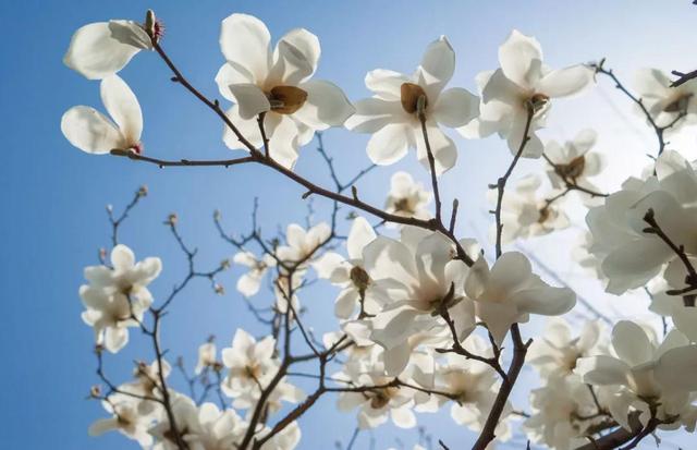 玉兰花几月份开花，玉兰花什么季节开花（玉兰花，了解一下）