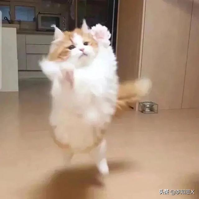 抱猫的女生头像，乔：可爱抱猫女头 人刚认识的时候总是拘谨中带着温柔微信（有趣可爱的情侣头像啊）