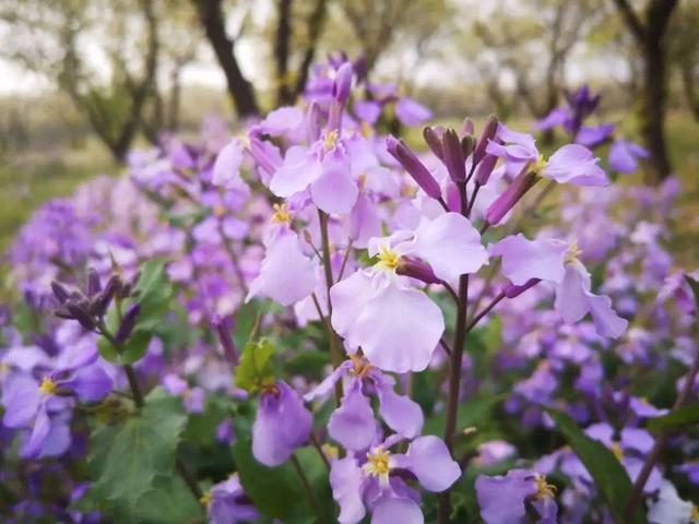 春天有哪些花开，春天有哪些常见的花开（50种花春天播种）