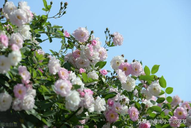 大门口种什么花最吉利，大门口栽什么花才吉利（6种“吉祥花”）