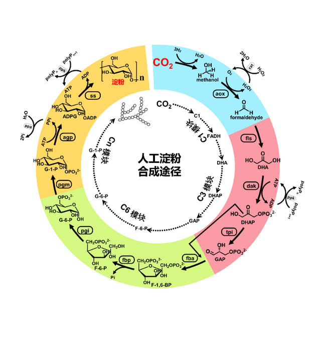 什么是拟等位反式现象~~这与人体模型悬浮有什么关联，拟等位反式理论（2021年度中国科学十大进展揭晓）