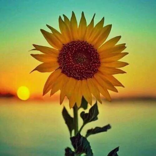 向日葵长什么样，向日葵的茎是什么样的（分享图片，生机勃勃的向日葵）