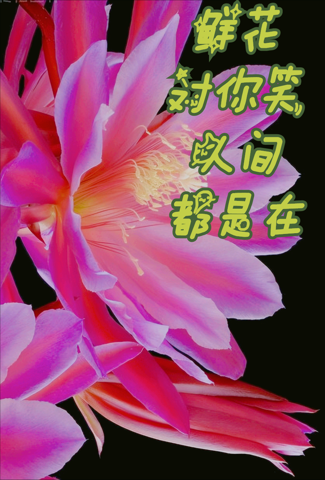 鲜花朋友圈配什么文字，朋友圈晒鲜花配什么文字（愿您寒冬温暖纯良不舍爱）