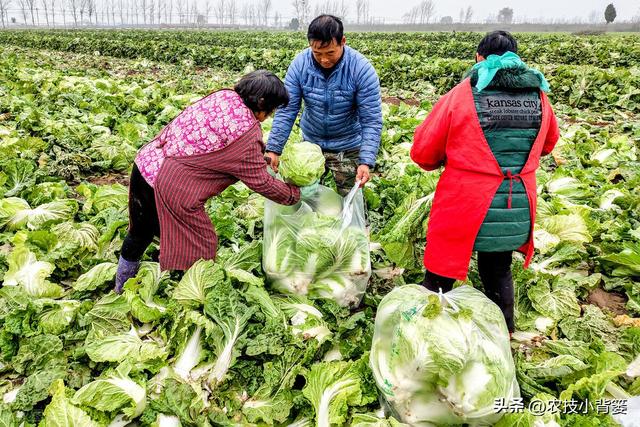 如何自己种白菜，怎么种白菜（怎样才能种出高产优质的大白菜）