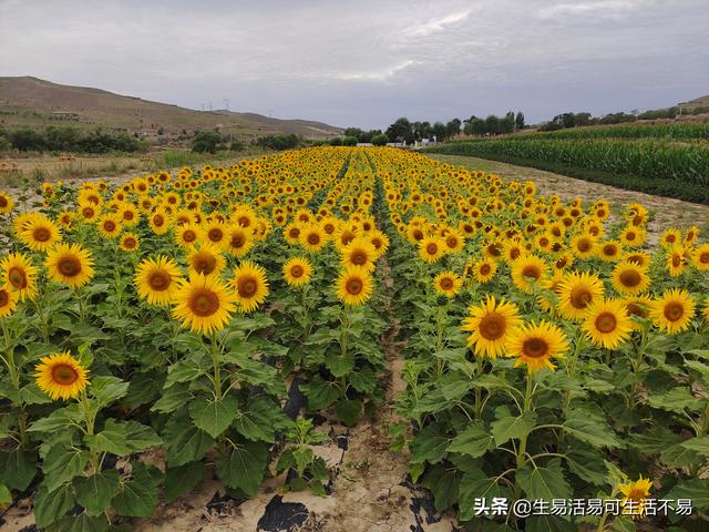 蜀黍怎么读是什么意思，蜀黍怎么读音是什么意思（我眼中的定西方言）