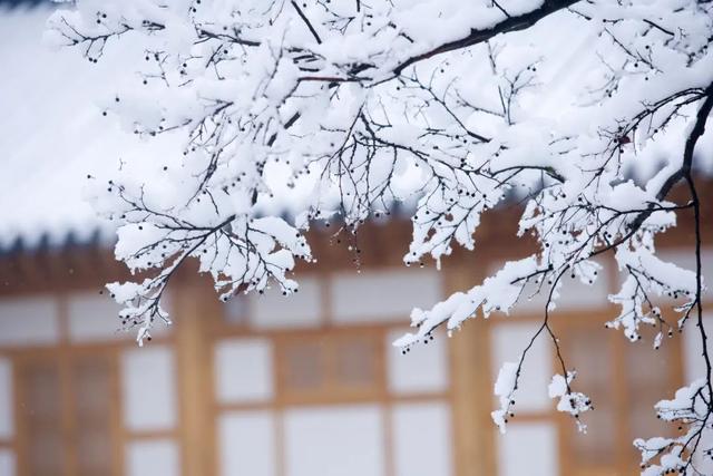 经典花诗歌句子，诗与花唯美句子（10首咏雪诗词）