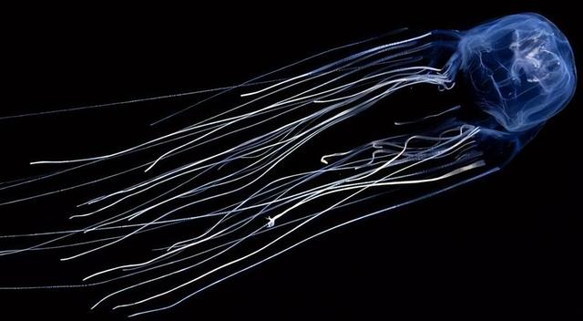 海洋十大霸主排行榜，世界上最可怕的十大海洋生物——虎鲸到底是不是海洋霸主