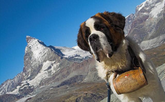 世界上凶猛的十种狗，世界大型猛犬排名