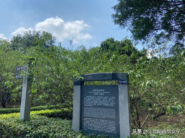 韶关丹霞山旅游攻略，韶关丹霞山旅游攻略 丹霞山好玩吗（黄飞鸿的故乡西樵山一日游游玩攻略）