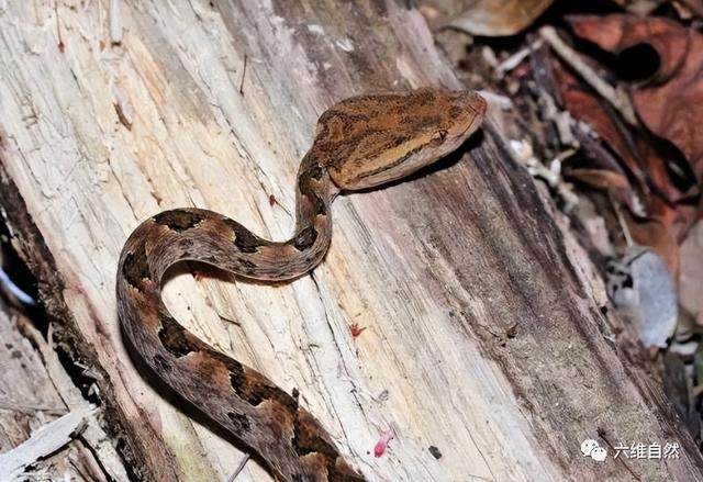 猫为什么可以跟毒蛇打架，猫和蛇打架猫不怕毒吗（重庆一只小猫叼着小毒蛇回家）