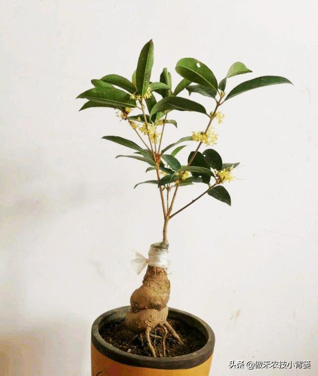 嫁接有哪两种方式，嫁接的方式有两种（桂花几月份嫁接）