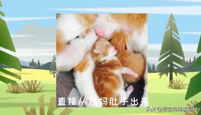 什么叫哺乳动物，什么叫哺乳动物怎么听一遍啊（<二十一>——强大的哺乳动物）