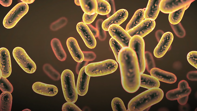 蜉蝣是什么动物，地球上会有“永生”的生物吗